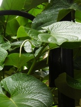 Rootbeer Tree Leaves (ONLY)  , Hoja Santa, Mexican Pepperleaf, Yerba Santa, Sacred Pepper, Piper auritum, copyright � almostedenplants.com
